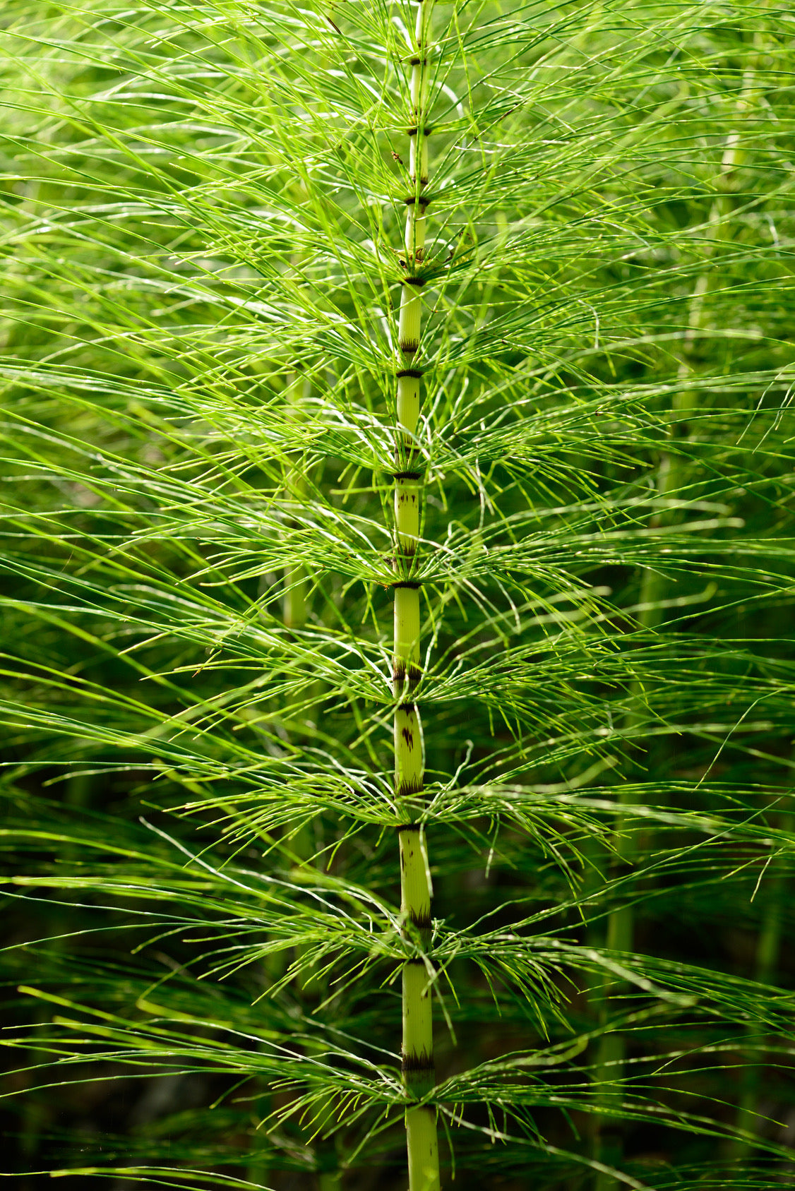 Promopharma horsetail
