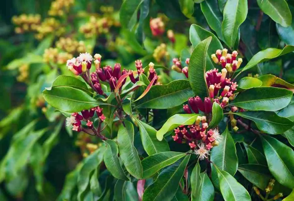 Cloves