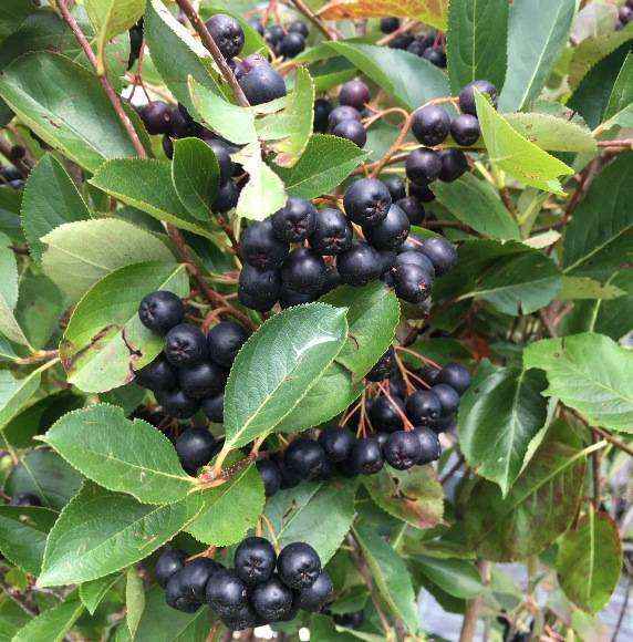 Aronia berries