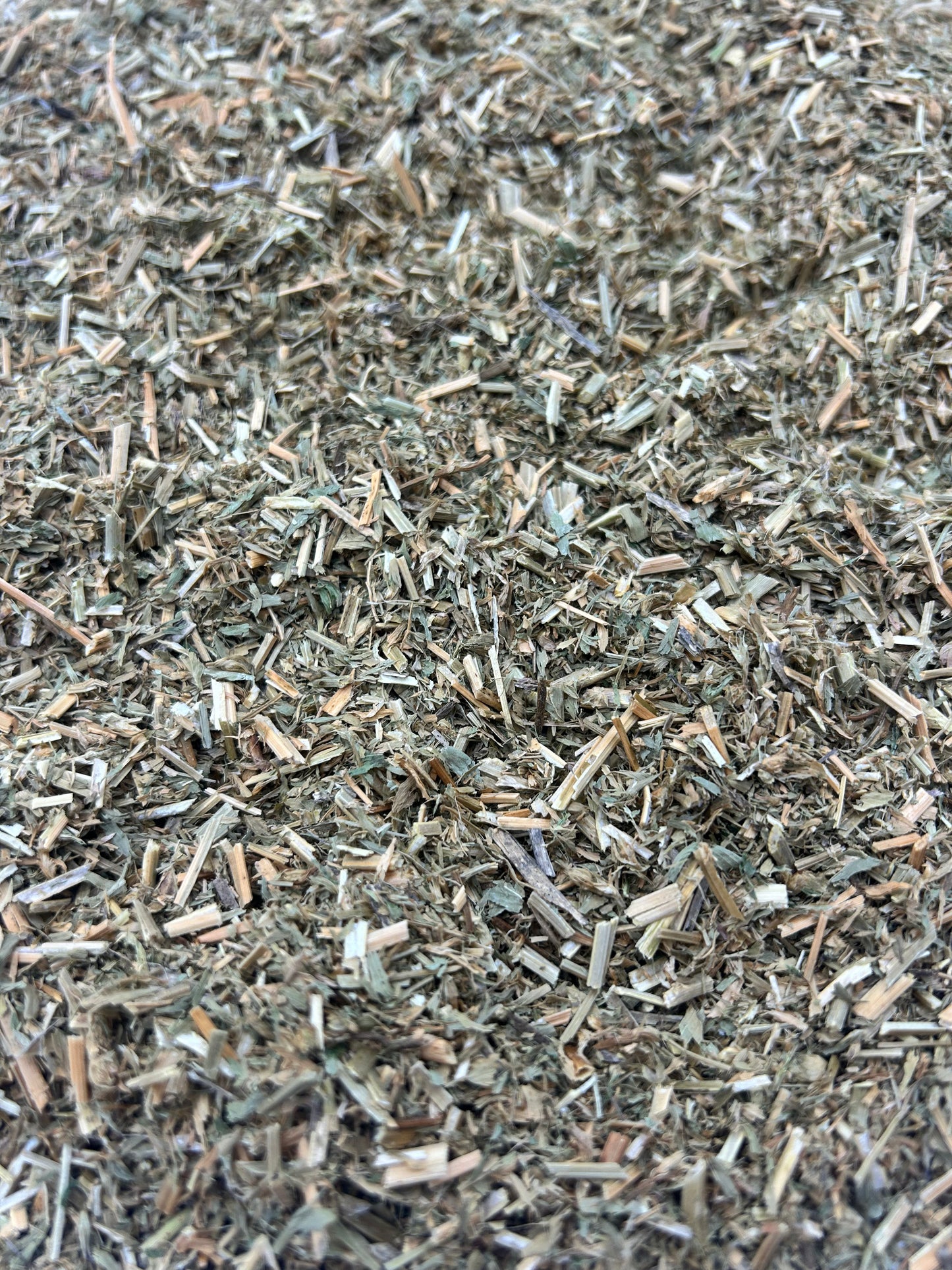 Alfalfa