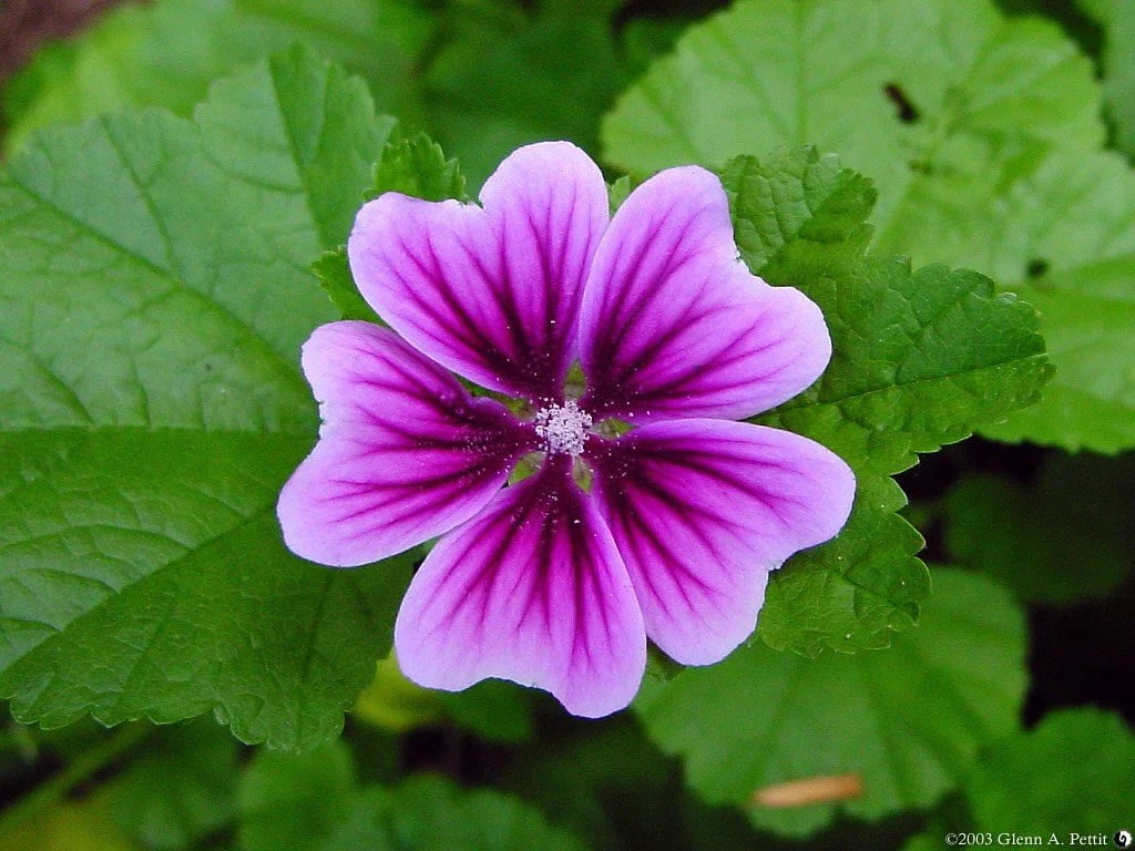 Miscela Malva