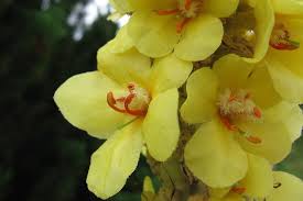Karkadè whole flowers Promopharma