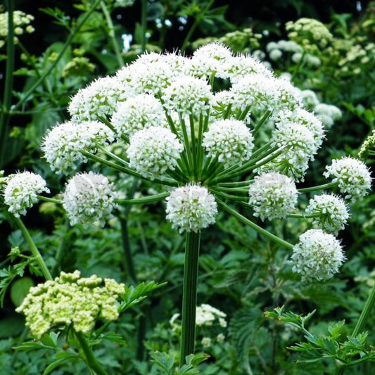 Angelica Flowers and Leaves 