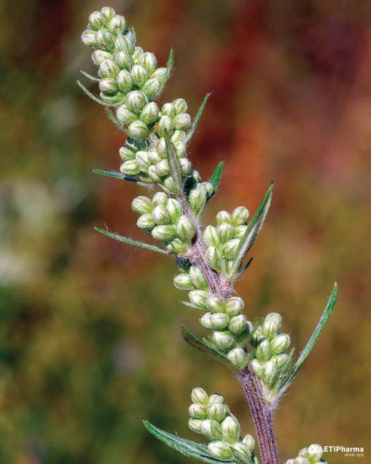 Artemisia Vulgaris 